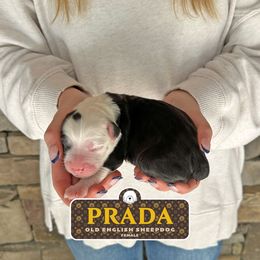 Prada - Gray and white female Old English Sheepdog puppy in Cleveland, Tennessee from Narrow Path Old English & Sheepadoodles