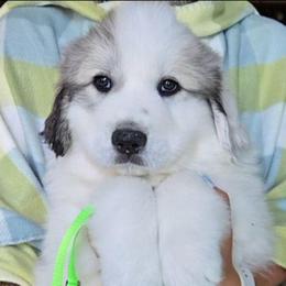 Puddle - White and badger male Great Pyrenees puppy in Antwerp, New York from Empyre Great Pyrenees