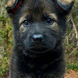 German Shepherd and Miniature American Shepherd Puppies from Von Südwest German Shepherds and Mini American Shepherds