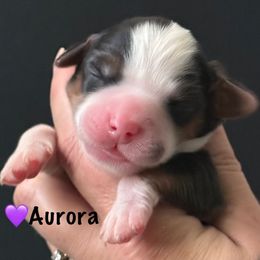 Aurora - female Australian Mountain Doodle puppy in Cortez, Colorado from Sassy Pants Pups
