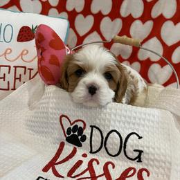 Blenheim Female - dark pink collar - Blenheim female Cavalier King Charles Spaniel puppy in Spokane, Washington from Rolling Meadows Cavaliers