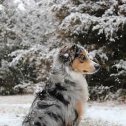Miniature Australian Shepherd and Toy Australian Shepherd All Grown Up from Elk Creek Aussies