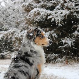 Miniature Australian Shepherd and Toy Australian Shepherd All Grown Up from Elk Creek Aussies