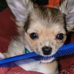 Chihuahuas from Amanda's Chihuahuas