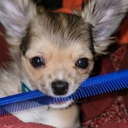 Chihuahuas from Amanda's Chihuahuas