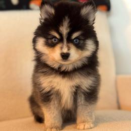 Ridge - Black and white male Pomsky puppy in Mesa, Arizona from Platinum Pomskies