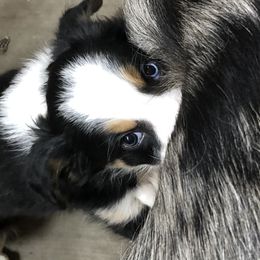 Border Collie Puppies from Burke BC’s