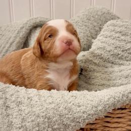 Copper - Red male Cavapoo puppy in Knoxville, Tennessee from Duke’s Forever Doodles