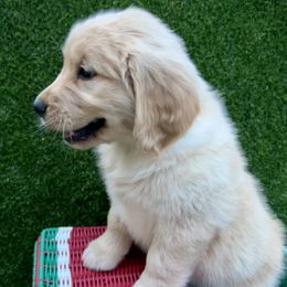 Golden Retriever Puppies from Jackson Farm Kennels
