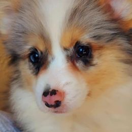 American Corgis and Pembroke Welsh Corgis from Skoal Creek Corgi's