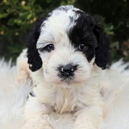 Indiana - Black and white male Cockapoo puppy in Salt Lake City, Utah from Utah Cocker Spaniels