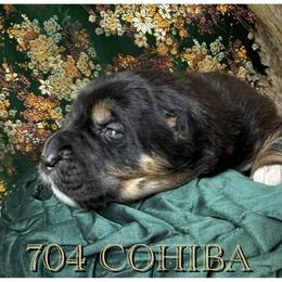 Boy 1 - male Central Asian Shepherd Dog puppy in Marshville, North Carolina from 704 Central Asian Shepherds