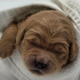 Delilah - Red  female Goldendoodle puppy in Phoenix, Arizona from Kerri's Goldendoodles