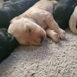 Labradoodle Puppies from Silver Acorn Doodles