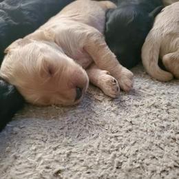 Labradoodle Puppies from Silver Acorn Doodles