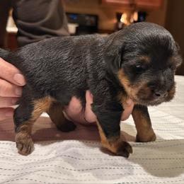 Green - Black female Jagdterrier puppy in Monroe, Oregon from Oregon Jagdterrier