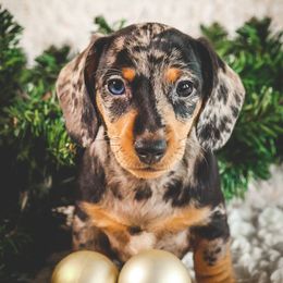 Dachshund Puppies from Long Little Dog Ranch