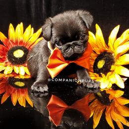 Pug Puppies from Companion Pups