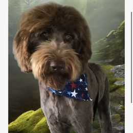 Conley - Goldendoodle