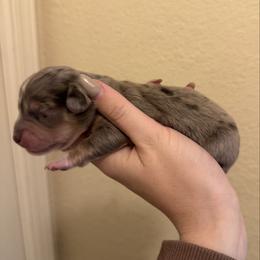 Black and Cream Dapple Miniature Female Dachshund - Dapple female Dachshund puppy in Grandview, Texas from LF & Co Dachshunds