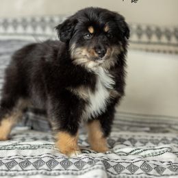 Miniature Australian Shepherd Puppies from Rocking AW Aussies