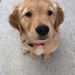 "Baby Tully" Golden Retriever Puppies from Wishaw Whisky Golden Retrievers