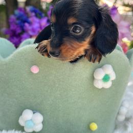 Flora - long hair - Black and tan female Dachshund puppy in Lakeland, Florida from Elite Doxies Florida