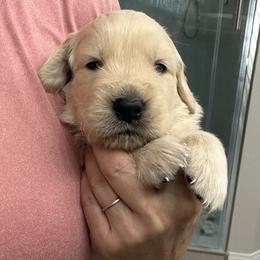 Delta - Light golden female Golden Retriever puppy in Chandler, Arizona from Az K9 Companions