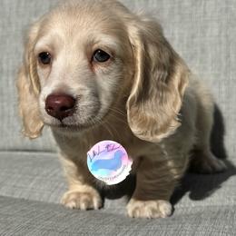 Boy 2 - Cream male Dachshund puppy in Houston, Texas from L&L 4D Dancer’s Dachshunds