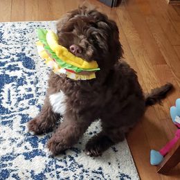 Portuguese Water Dog Puppies from Blue Run PWD