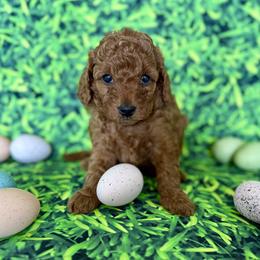 Purple Collar Girl - Red  female Goldendoodle puppy in Charlestown, Indiana from Mini Goldendoodle Paws 🐾