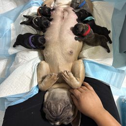 French Bulldog Puppies from Tip Top Bully House