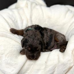 Clay Calloway - Merle male Goldendoodle puppy in Spokane, Washington from Goldendoodles on the Prairie