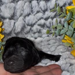 Girl 4 - Black female Goldendoodle puppy in Connecticut from Gracie Doodle