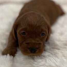 Bentley - Red  male Goldendoodle puppy in Kansas City, Kansas from Bella & Ivy’s Mini Goldendoodles of KC