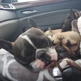 French Bulldogs from Moo's Homestead