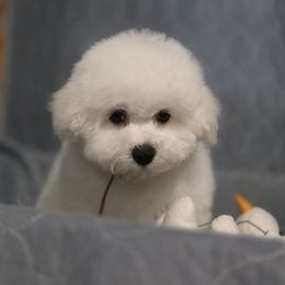 Bean - White male Bichon Frise puppy in Los Lunas, New Mexico from Sweetwaterbichonfriseandpoodles.com