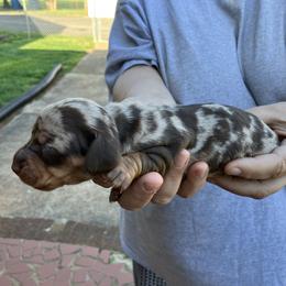 Gracie - Chocolate and tan female Dachshund puppy in Mocksville, North Carolina from The Dachs of Hazzard Dachshunds