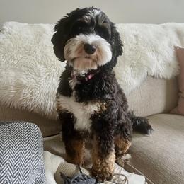 Willow - Australian Labradoodle