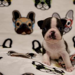 Elfie - Black brindle and white male Boston Terrier puppy in Pennsylvania from Piper Hill Bostons