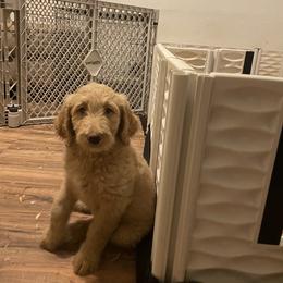 Labradoodle Puppies from CC Labradoodles