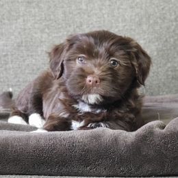 Aster - Chocolate sable Havanese puppy in Batesville, Arkansas from Hillbilly Havanese