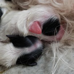 "Girls (P,M) " Havanese Puppies from Jay's Havi-nese