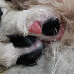 "Girls (P,M) " Havanese Puppies from Jay's Havi-nese