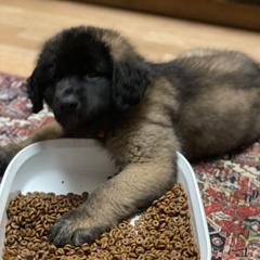 Leonberger Puppies from Inglenook Kennel