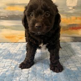 Girl 4 Aussie Doodle - Black female Miniature Australian Shepherd puppy in Pensacola, Florida from TNT MINI AUSSIES