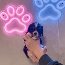 Rudolph - Tri-color male Cavalier King Charles Spaniel puppy in Mayo, Florida from Kingston’s Cavaliers