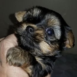 Yorkshire Terriers from Ann's Yorkies