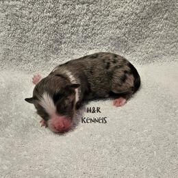 Pez - Blue merle male Toy Australian Shepherd puppy in Luzerne, Iowa from Rouse's Aussies