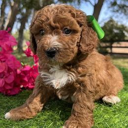Green Collar - male Cavapoochon puppy in Waterford, California from Windy Hill Doodles